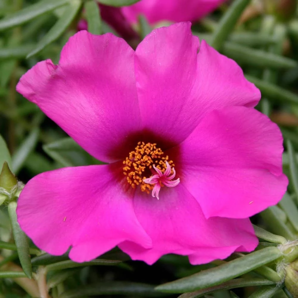 Samba Rose Portulaca (Moss Rose) 3 Samba Rose Portulaca (Moss Rose)