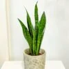 Sansevieria Zeylanica -Annual Plants Popular Shop sansevevaria zeylanica snake plants 42 detail