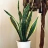 Sansevieria Laurentii