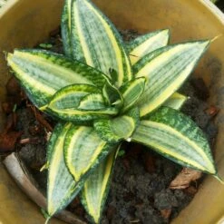Sansevieria Starpower Tiger Star