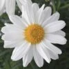 Sassy White Argyranthemum -Annual Plants Popular Shop sassy white argyranthemum plant 1701 detail