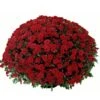 Belgian Mum® Savona Red Plant