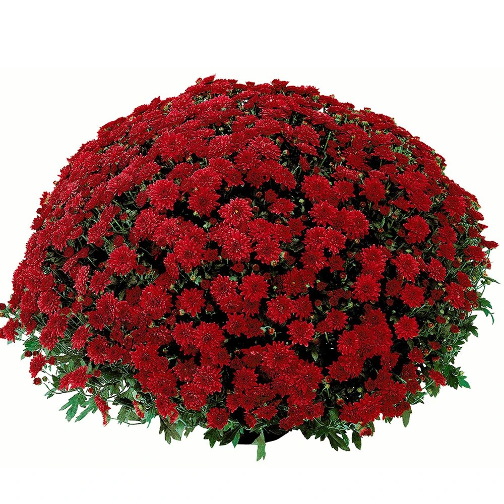Belgian Mum® Savona Red Plant 3 Belgian Mum® Savona Red Plant