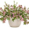 Whirlwind® Pink Scaevola -Annual Plants Popular Shop scaevola whirlwind pink plant 1788 detail