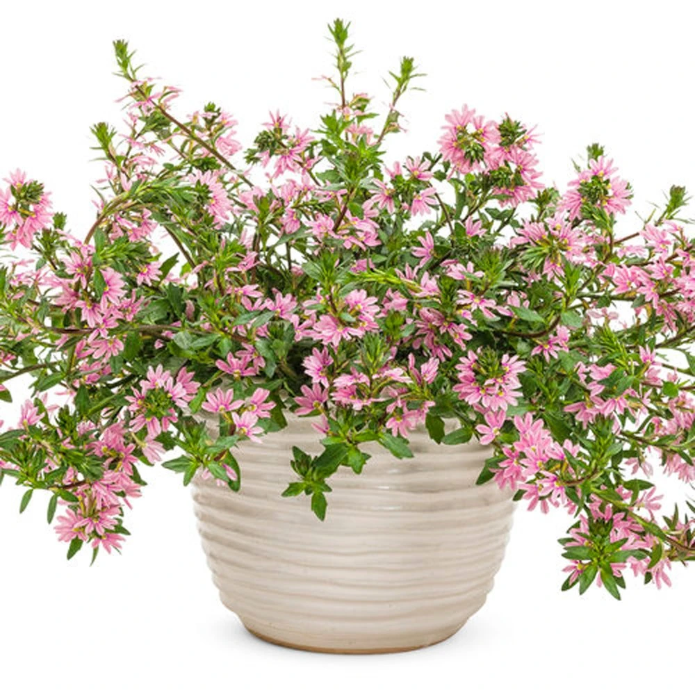 Whirlwind® Pink Scaevola 3 Whirlwind® Pink Scaevola