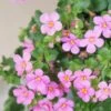 Scopia® Gulliver Pink Bacopa Plant 2 Scopia® Gulliver Pink Bacopa Plant -Annual Plants Popular Shop scopia gulliver pink bacopa plant 408 detail