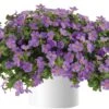 Great Purple Scopia Bacopa Plant -Annual Plants Popular Shop scopia purple 82 detail