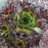 Black Sempervivum (Hens And Chicks) -Annual Plants Popular Shop sempervivum black hens chick plant 1962 detail