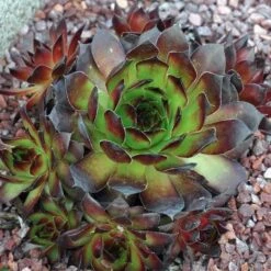 Black Sempervivum (Hens And Chicks)