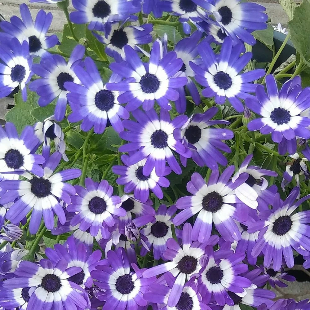 Senetti® Blue Bicolor Pericallis