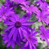 Senetti Deep Blue Pericallis -Annual Plants Popular Shop senetti deep blue pericallis plant 230 detail