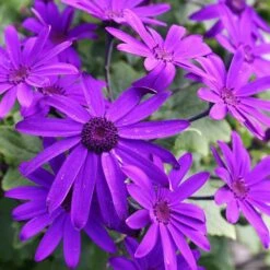 Senetti Deep Blue Pericallis