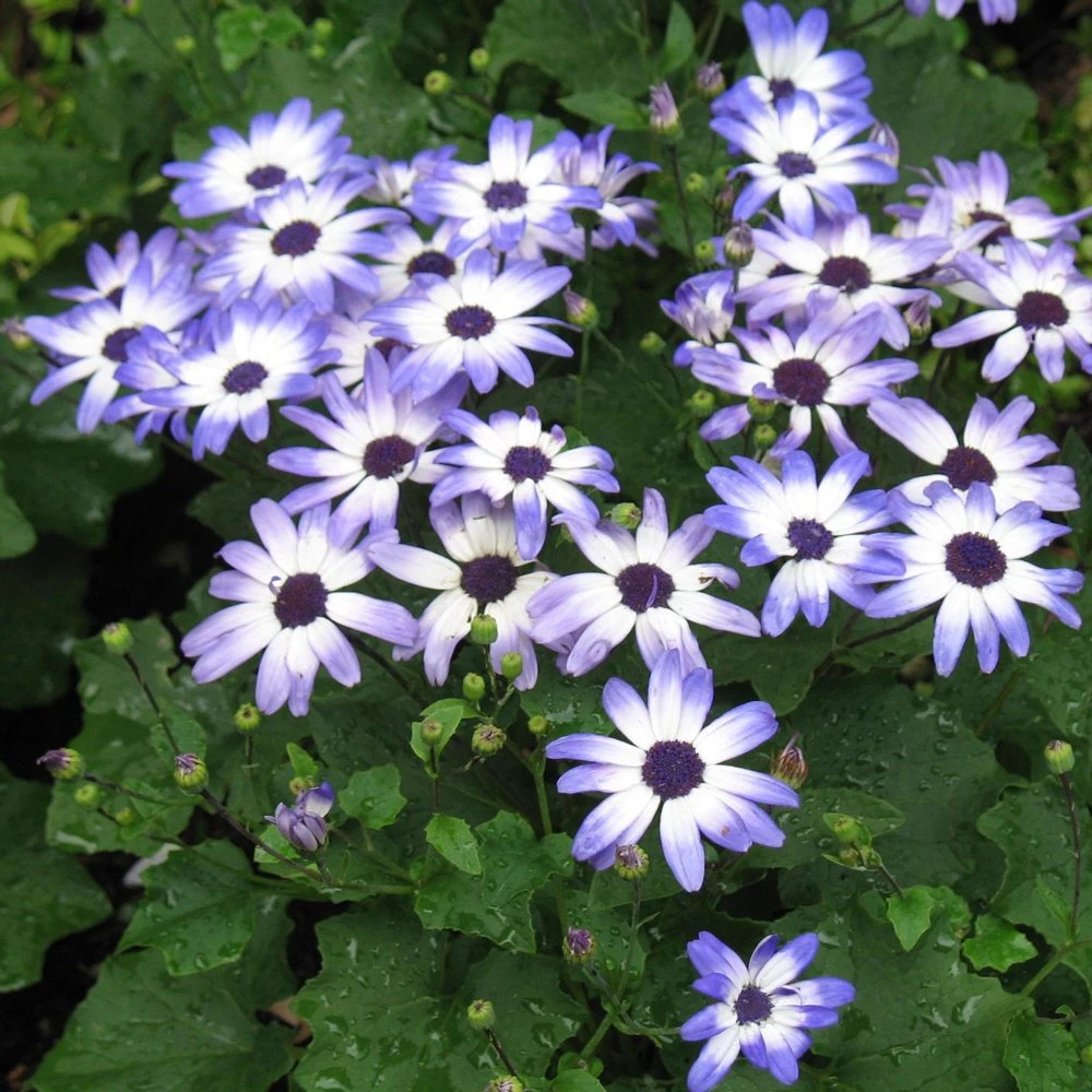 Senetti Light Blue Bicolor Pericallis