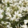 Senorita Blanca® Cleome Plant (Spider Flower) -Annual Plants Popular Shop senorita blanca cleome plant 45 detail