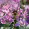 Senorita Rosalita® Cleome Plant (Spider Flower) 2 Senorita Rosalita® Cleome Plant (Spider Flower) -Annual Plants Popular Shop senorita rosalita cleome plant 505 detail