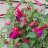 Shadow Dancers Marcia Fuchsia Plant 2 Shadow Dancers Marcia Fuchsia Plant -Annual Plants Popular Shop shadow dancers marcia fuchsia plant 1687 detail