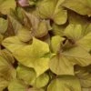 Sidekick™ Heart Bronze Ipomoea Plant -Annual Plants Popular Shop sidekick heart bronze ipomoea plant 651 detail