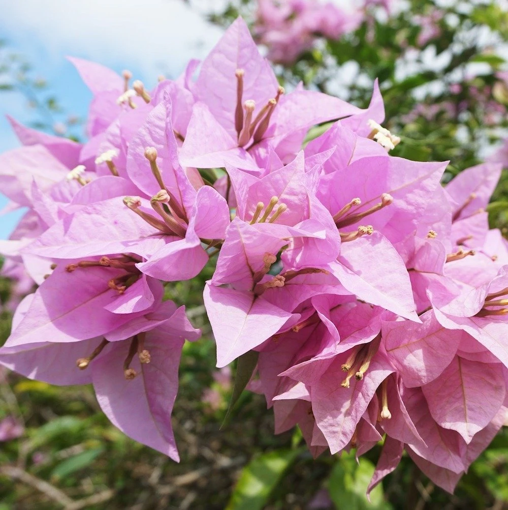 Silhouette Lilac Bougainvillea Plant 3 Silhouette Lilac Bougainvillea Plant