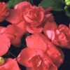 Silhouette® Salmon Double Impatiens Plant -Annual Plants Popular Shop silhouette salmon double impatiens plant 2078 detail