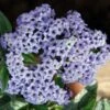 Silver Blue Marino Heliotrope Plant 2 Silver Blue Marino Heliotrope Plant -Annual Plants Popular Shop silver blue marino heliotrope 922 detail