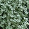 Silver Falls Dichondra Plant -Annual Plants Popular Shop silver falls dichondra plant 311 detail