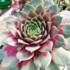 Silver King Sempervivum (Hens And Chicks) -Annual Plants Popular Shop silver king sempervivum plant 785 detail