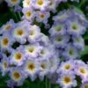 Simply Scentsational® Heliotrope Plant 1 Simply Scentsational® Heliotrope Plant -Annual Plants Popular Shop simply scentsational heliotrope 872 detail