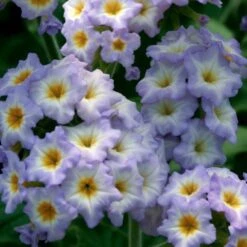 Simply Scentsational® Heliotrope Plant