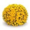 Belgian Mum® Sinelli Yellow Plant