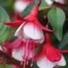 Skyrocket Fuchsia Plant 2 Skyrocket Fuchsia Plant -Annual Plants Popular Shop skyrocket fuchsia plant 1410 detail