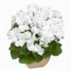 Aristo® White Regal Geranium Plant 2 Aristo® White Regal Geranium Plant -Annual Plants Popular Shop snow aristo regal geranium plant 1379 general