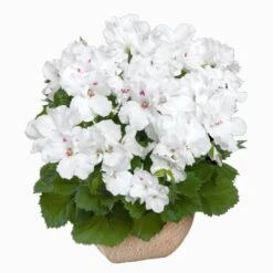 Aristo® White Regal Geranium Plant