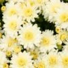 Snowy Igloo Perennial Mum Plant 1 Snowy Igloo Perennial Mum Plant -Annual Plants Popular Shop snowy igloo perennial mum plant 483 detail