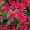 Soiree® Kawaii Red Shades Catharanthus