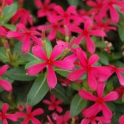 Soiree® Kawaii Red Shades Catharanthus