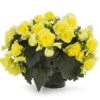 Solenia® Yellow Begonia Plant -Annual Plants Popular Shop solenia yellow begonia plant 250 detail