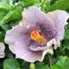 Sonny Stollings Cajun Hibiscus -Annual Plants Popular Shop sonny stollings cajun hibiscus plant 1134 detail