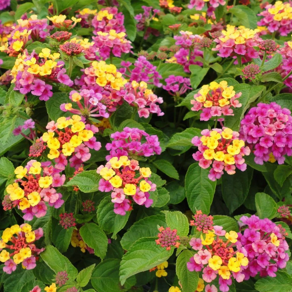Sparkler Lantana Plant 3 Sparkler Lantana Plant