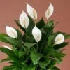 Spathiphyllum Peace Lily -Annual Plants Popular Shop spathiphyllum plants peace lily 865 detail