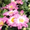 Stacy™ Pink Yoder Garden Mum Plant