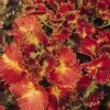 Stained Glassworks™ Tilt A Whirl Coleus Plant 2 Stained Glassworks™ Tilt A Whirl Coleus Plant -Annual Plants Popular Shop stained glassworks tilt a whirl coleus plant 278 detail
