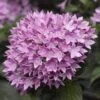 Starcluster™ Lavender Pentas 1 Starcluster™ Lavender Pentas -Annual Plants Popular Shop starcluster lavender pentas plant 2136 detail
