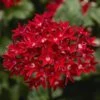 Starcluster™ Red Pentas 2 Starcluster™ Red Pentas -Annual Plants Popular Shop starcluster red pentas plant 2312 detail