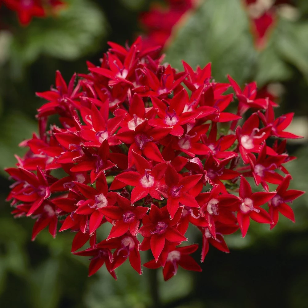 Starcluster™ Red Pentas 3 Starcluster™ Red Pentas