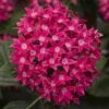 Starcluster™ Rose Pentas 2 Starcluster™ Rose Pentas -Annual Plants Popular Shop starcluster rose pentas plant 2154 detail