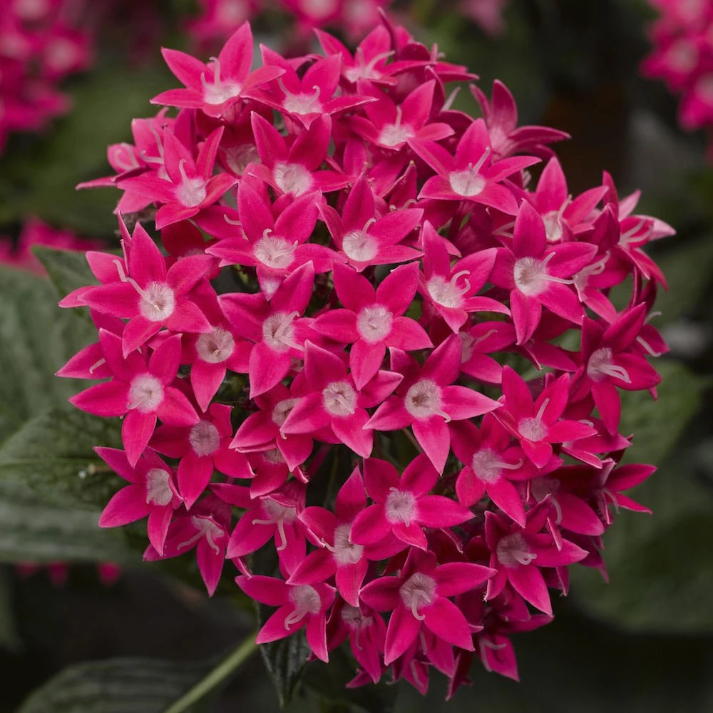 Starcluster™ Rose Pentas 3 Starcluster™ Rose Pentas
