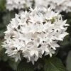Starcluster™ White Pentas -Annual Plants Popular Shop starcluster white pentas plant 605 detail