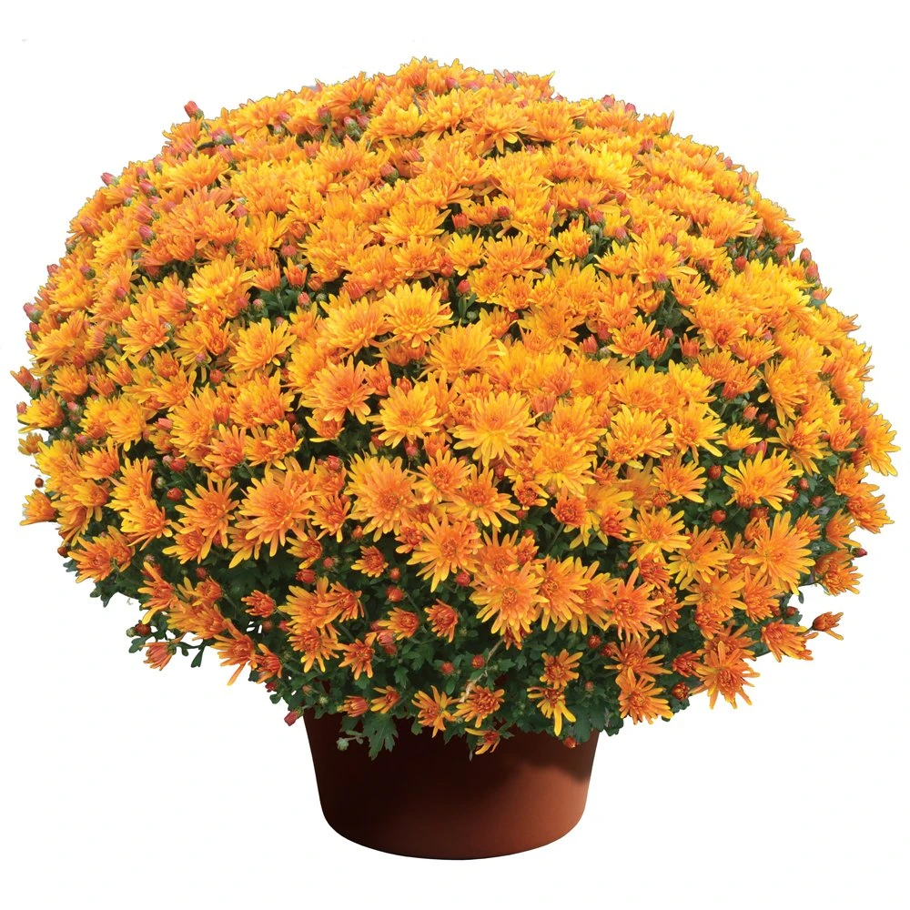Stephany Bronze Yoder Garden Mum Plant 3 Stephany Bronze Yoder Garden Mum Plant