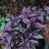 Persian Shield Strobilanthes Plant -Annual Plants Popular Shop strobelanthus persian shield plant 2306 detail