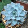 Subsessilis Blue Echeveria
